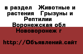  в раздел : Животные и растения » Грызуны и Рептилии . Воронежская обл.,Нововоронеж г.